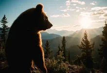 Photo of Охотник на медведя: в поисках приключений